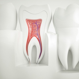 inner layers of tooth