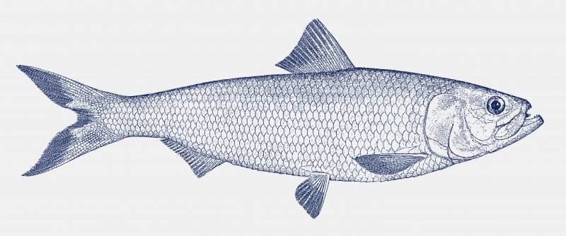 a sketch of a fish