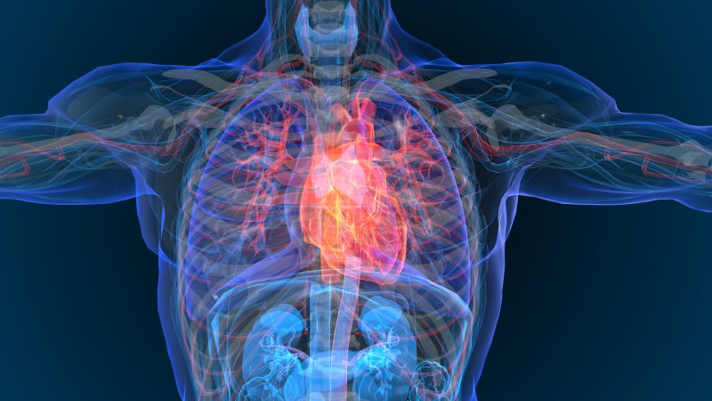 3-D diagram of the cardiovascular system