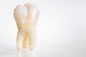 Close up picture of a tooth on a white background